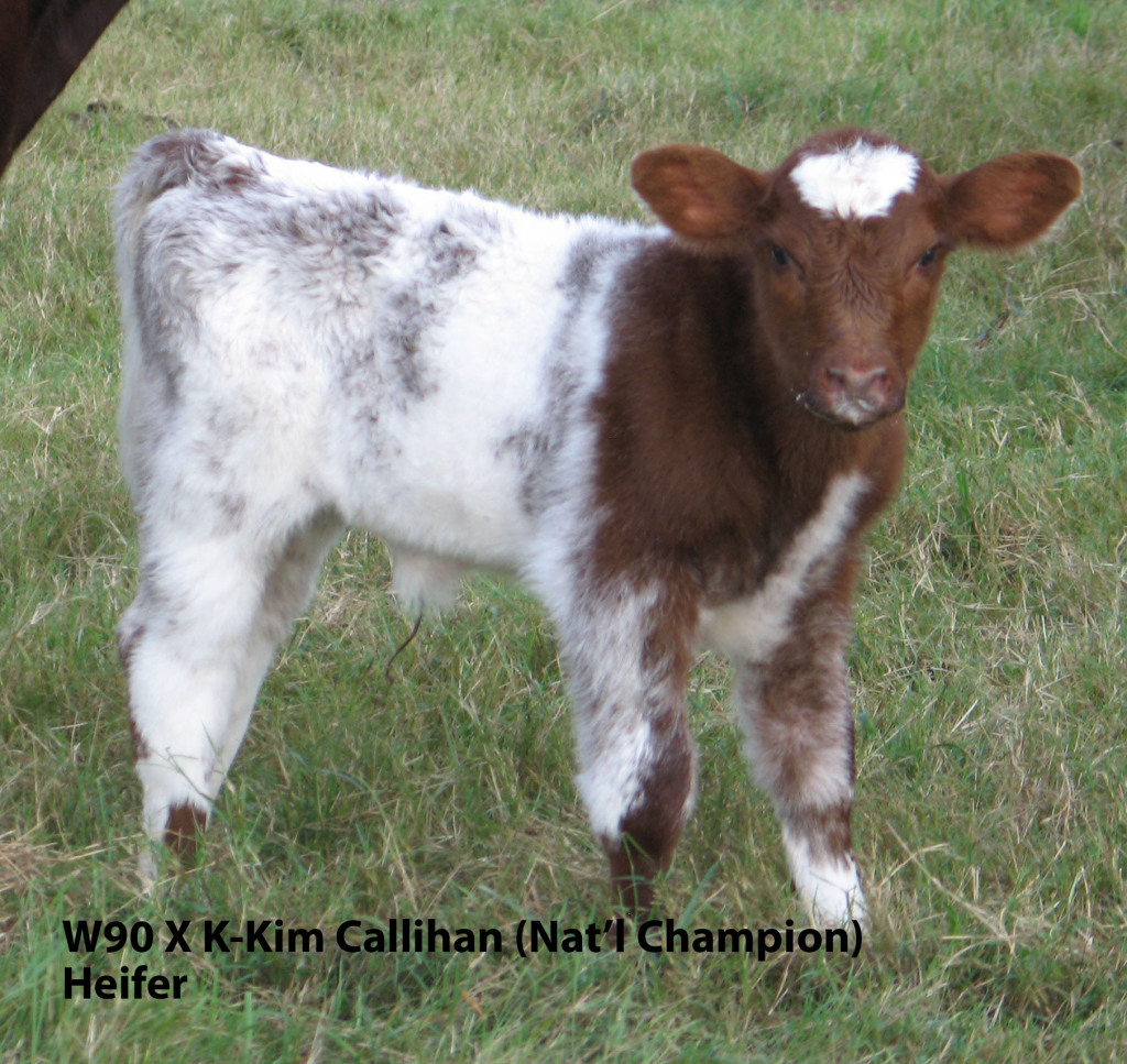 Shorthorn Cattle